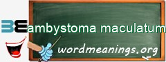 WordMeaning blackboard for ambystoma maculatum